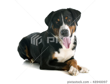 Appenzeller Sennenhund 48948097