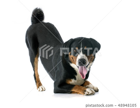 Appenzeller Sennenhund 48948105