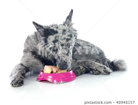 eating Hungarian dog 48948157