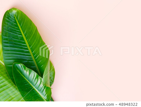 Summer flat lay scenery with strelizia flowers 48948322