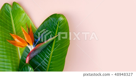 Summer flat lay scenery with strelizia flowers 48948327