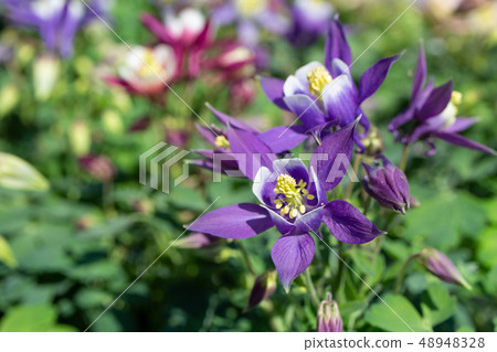 Odamaki花（3月開花） 48948328