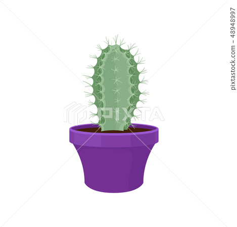 Cactus in purple flowerpot. Natural interior decor. 48948997