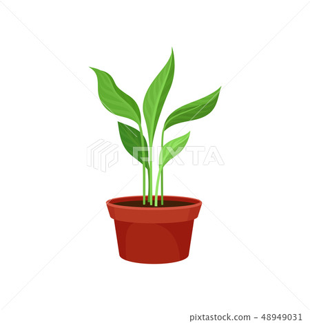Houseplant in flowerpot on flat white background. Houseplant in flowerpot on flat white background. 48949031
