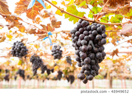 Ripe grapes on old vine, lush green leaves Ripe grapes on old vine, lush green leaves 48949652