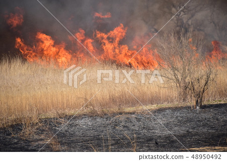 Yoshigi grilled in Toiraki prefecture 48950492