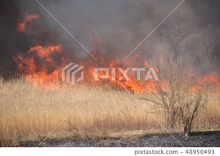 Yoshigi grilled in Toiraki prefecture Yoshigi grilled in Toiraki prefecture 48950493
