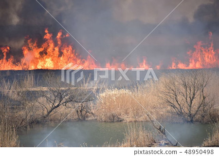 Yoshigi grilled in Toiraki prefecture 48950498