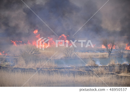 Yoshigi grilled in Toiraki prefecture 48950537