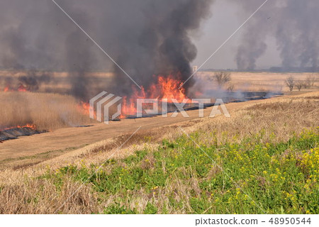 Yoshigi在Toiraki縣烤 48950544