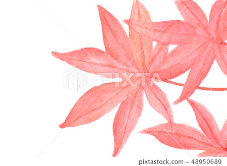 Watercolor painting of Autumn maple leaves. Watercolor painting of Autumn maple leaves. 48950689