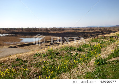 Watarase Yusui ground of Yoshi burn Watarase Yusui ground of Yoshi burn 48950977