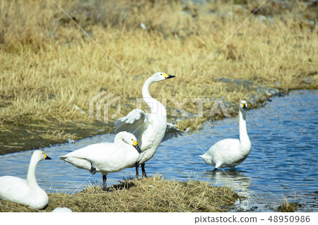 Tundra swan Tundra swan 48950986