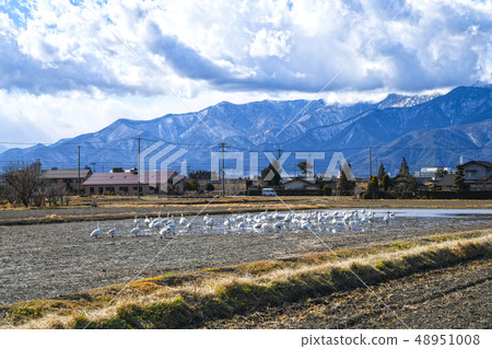 Azumino Swan and Northern Alps 48951008