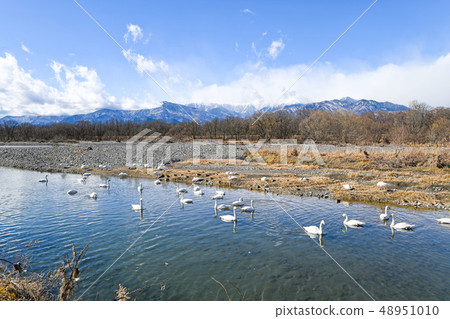 Swans and the North Alps 48951010