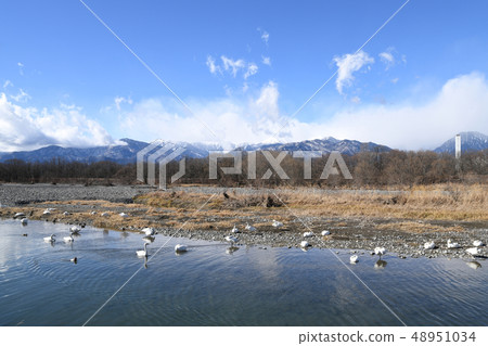 tundra swan, swan, swans 48951034