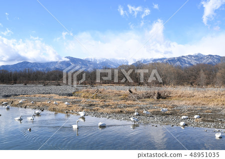 Swans and the North Alps 48951035