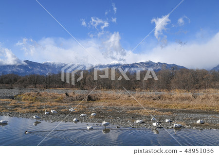 Swans and the North Alps 48951036