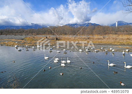 Swans and the North Alps 48951070