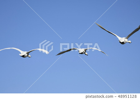 Swan flight Swan flight 48951128