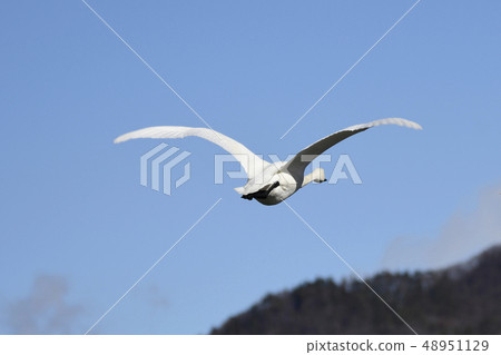 Swan flight 48951129