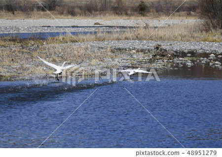 Swans of the swan 48951279