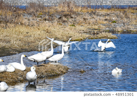 Swans of the swan Swans of the swan 48951301