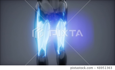 thigh muscles - Visible muscle anatomy map 48951363