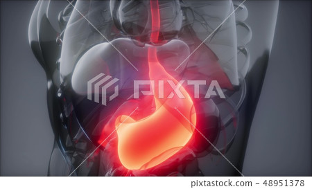 Human Stomach Radiology Exam Human Stomach Radiology Exam 48951378
