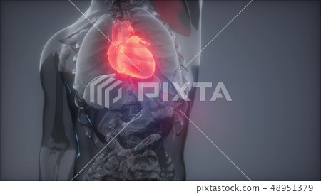 Human Heart Radiology Exam Human Heart Radiology Exam 48951379