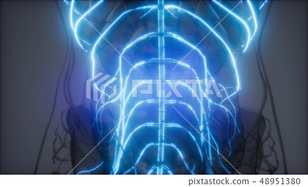 Human Brain Radiology Exam 48951380