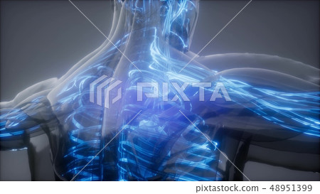 Blood Vessels of Human Body Blood Vessels of Human Body 48951399
