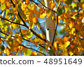 Birch leafs in autumn 48951649