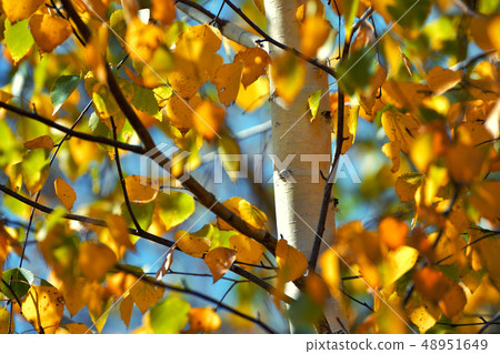 Birch leafs in autumn 48951649