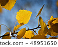 Autumn leafs in warm sunlight 48951650