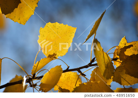 Autumn leafs in warm sunlight 48951650