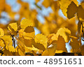 Autumn leafs in warm sunlight 48951651