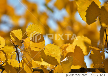 Autumn leafs in warm sunlight 48951651