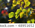 Autumn leafs in warm sunlight 48951652