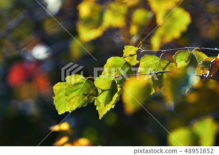 Autumn leafs in warm sunlight 48951652