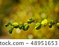 Autumn leafs in warm sunlight 48951653