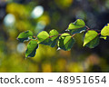 Autumn leafs in warm sunlight 48951654