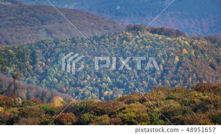 Forest in late Autumn 48951657