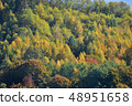 Forest in late Autumn 48951658