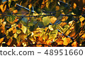 Autumn leafs in warm sunlight 48951660