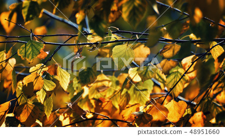 Autumn leafs in warm sunlight 48951660
