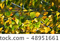 Autumn leafs in warm sunlight 48951661