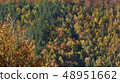 Forest in late Autumn 48951662