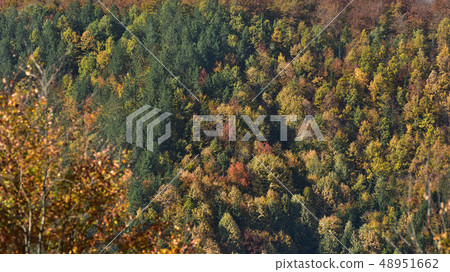 Forest in late Autumn 48951662
