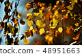 Birch leafs in autumn 48951663